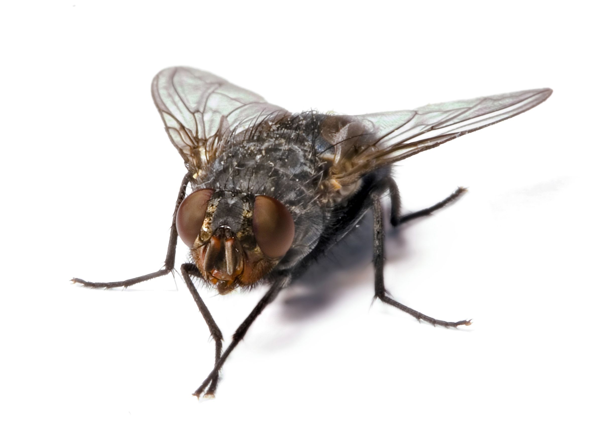 Effective Means of Fruit Fly Control