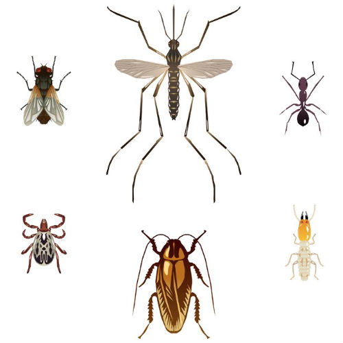 Safeguard Your Home with the Best Pest Removal Services in Boynton Beach, Florida