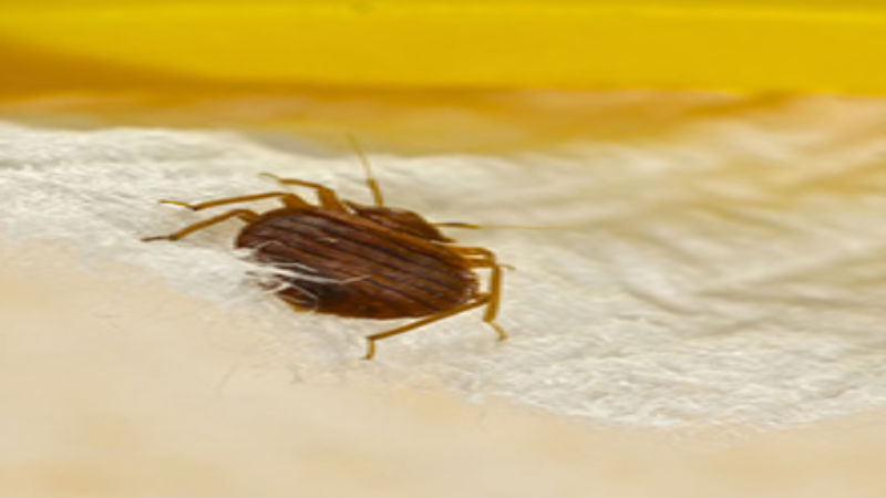 Hiring a Bed Bug Exterminator in Plymouth, MA Gives You Your Pest-Free Home Back Quickly