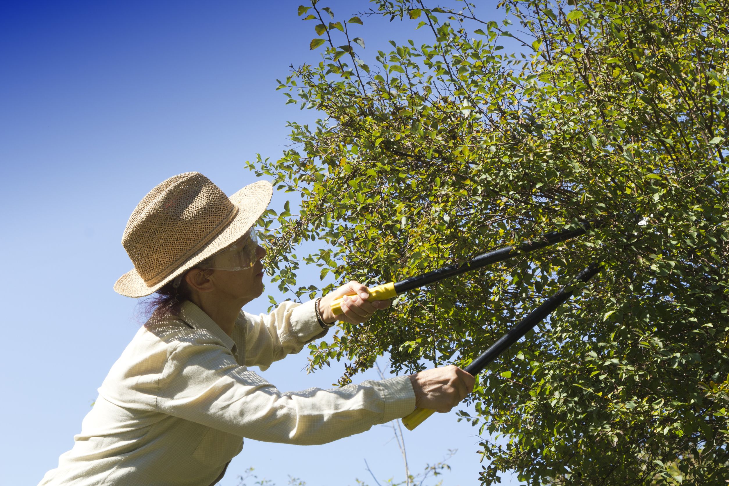 Get Quality Assistance from an Experienced Tree Service Company in Oahu, HI