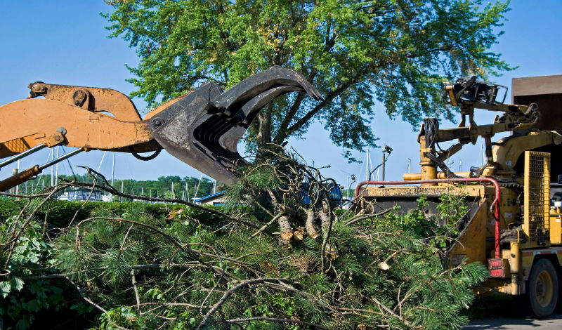 3 Reasons to Consider Tree Removal Services in Orange County